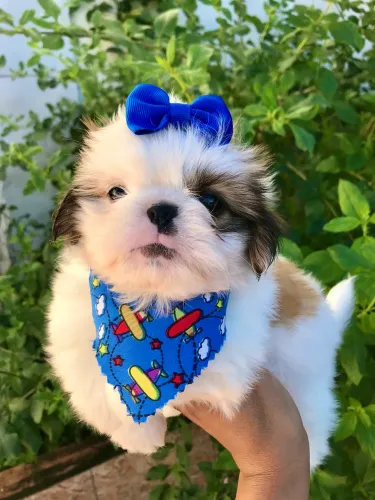 Shih Tzu macho com pedigree