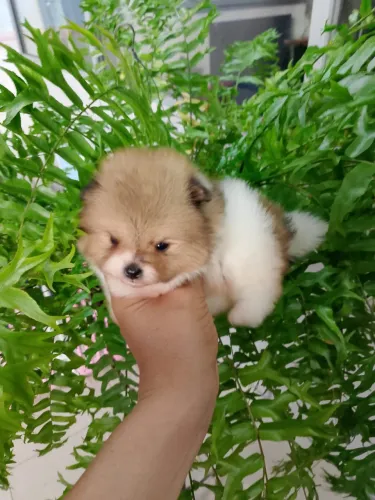Spitz alemão/ lulu da pomerania 