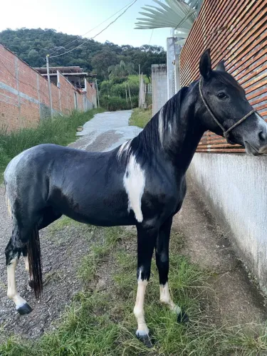 Vendo potro pampa de preto