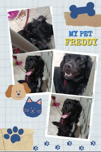 Doação de um cachorrinho Markiesje