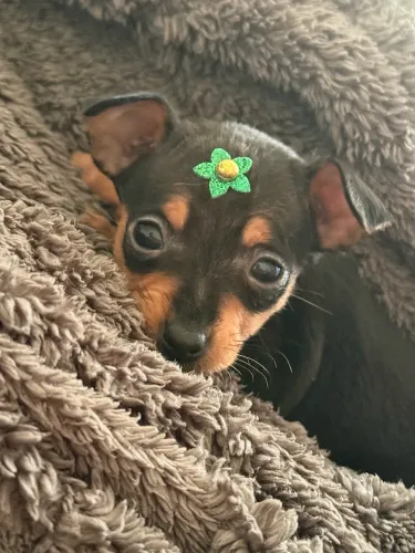 Pinscher Fêmea 0