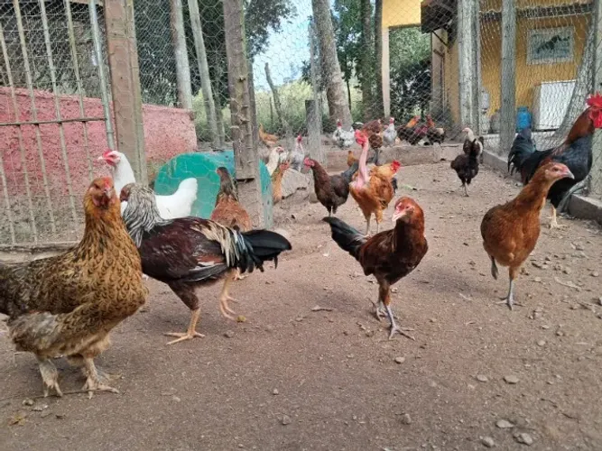 Galinha e galo