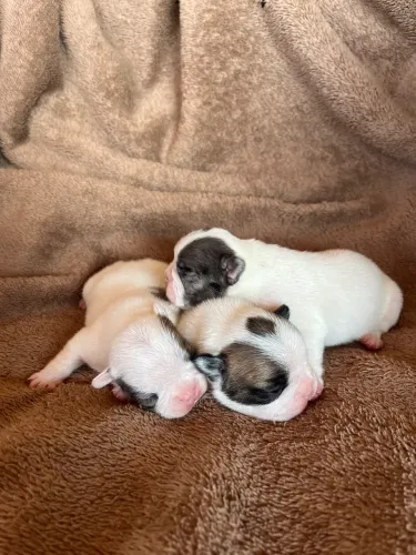 Bulldog francês 