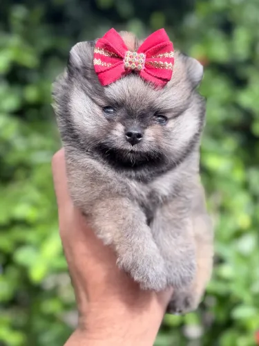 Spitz Alemão (Lulu da Pomerania) fêmea 