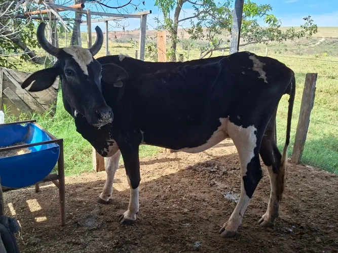 Vaca Girolanda a venda
