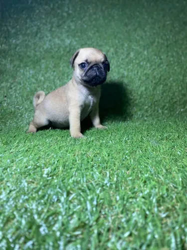 Filhote de Pug machos disponível 