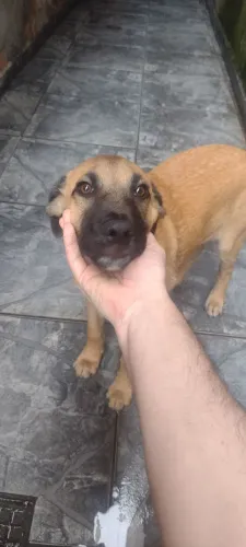Doa-se cachorro
