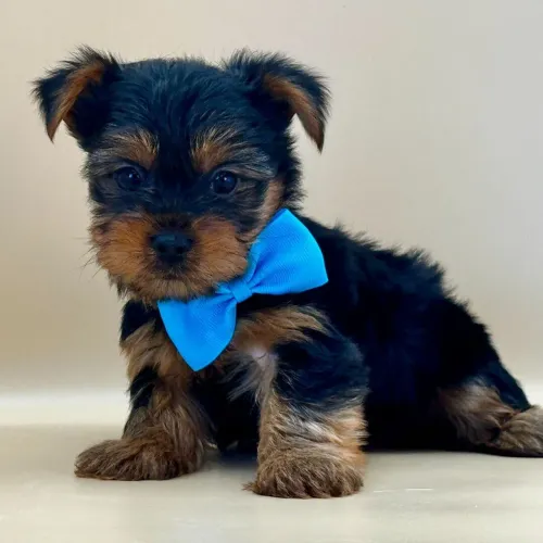 Yorkshire Terrier/ Dobre o amor e a diversão na sua casa
