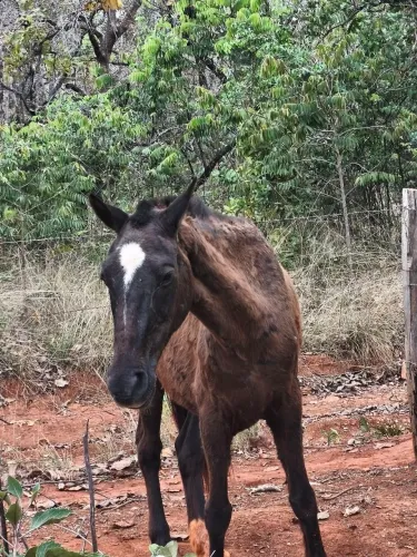 Vende- se uma égua e uma Potra
