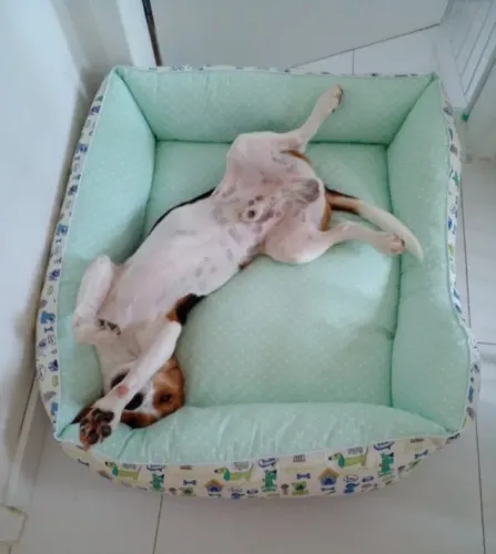 Caminha Pet Aconchegante