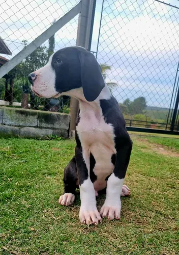 Filhote de Dogue Alemão - Gigantes c/ Garantia e Pedigree