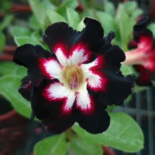 Rosa do deserto
