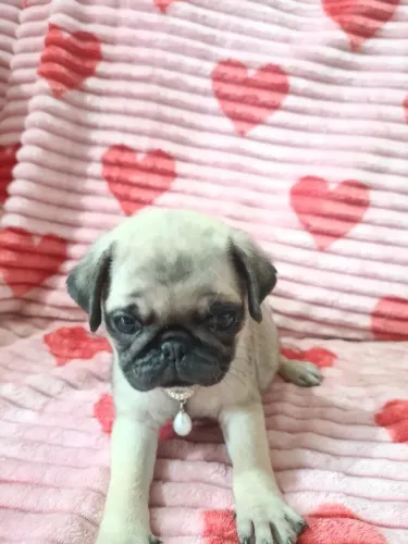 Vende filhotes de Pug  macho e fêmea 