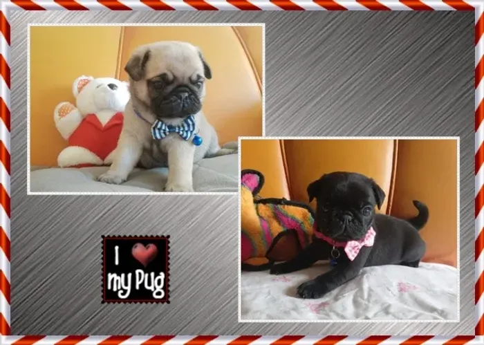 Filhote Pug Preto e Abricó. Com Pedigree. Macho e Fêmea.