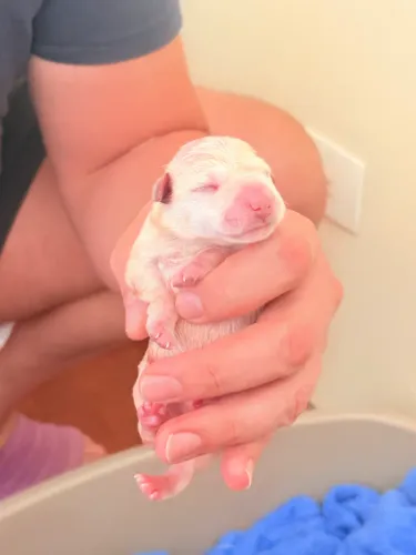 Schnauzer miniatura -Filhotes com pedigree