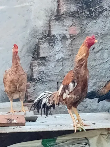 Galo índio