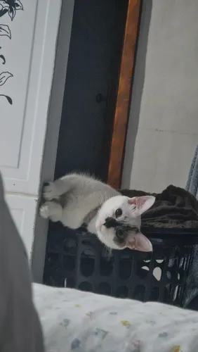 ADOÇÃO RESPONSÁVEL - GATA 