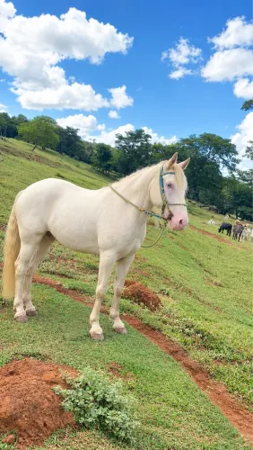 Vendo cavalo