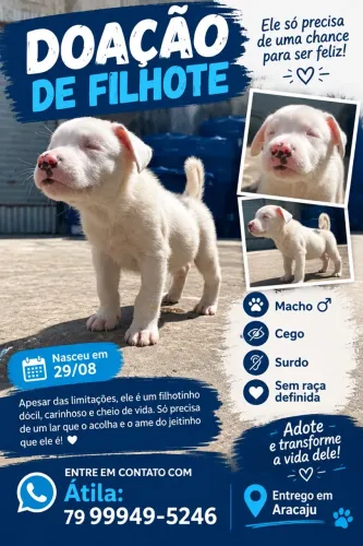 Doação de filhote macho com deficiência 