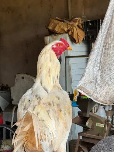 Galo