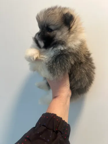 Lulu da pomerania macho anao ursinho