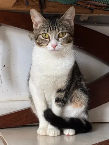 Gata para adoção