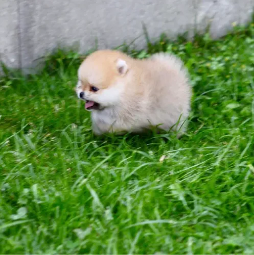 Vendo lindos filhotes de spitz alemão