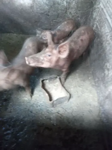 Lindos leitões duroc