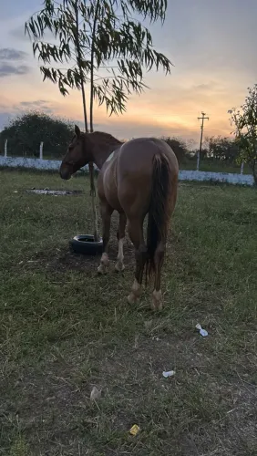 Cavalo
