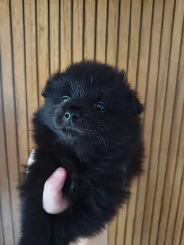 Último filhote macho Spitz alemão promoção