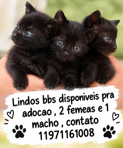 Doação de gatinhos filhotes 