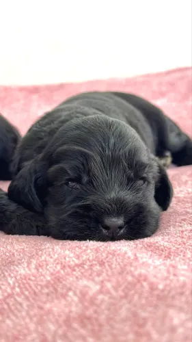 Filhotes de Cocker Spaniel Inglês