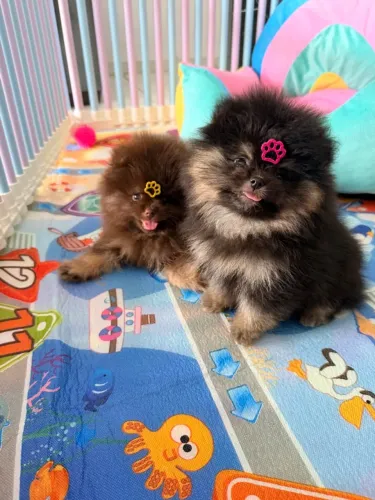 Lindos filhotes de Spitz alemão anão