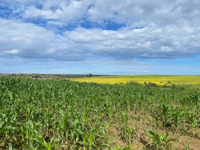 Lote águas lindas 5000m2