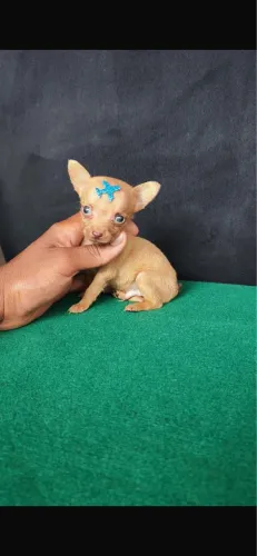 Pinsher com 65 dias vermifugado e vacinado 