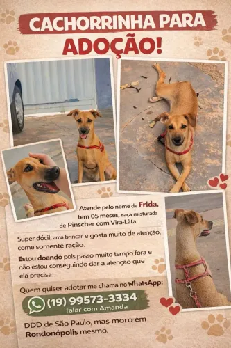Cachorrinha para Adoção!