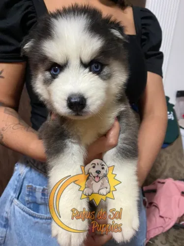 Husky Siberiano Presença que muda o tom da casa