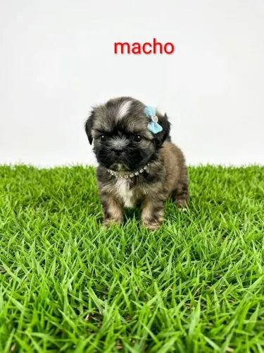 Vendo lindos filhotes machinhos da raça Shitzu 