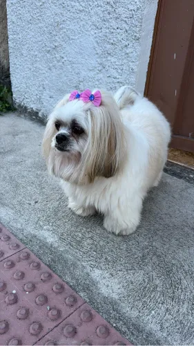 Lhasa Apso Macho