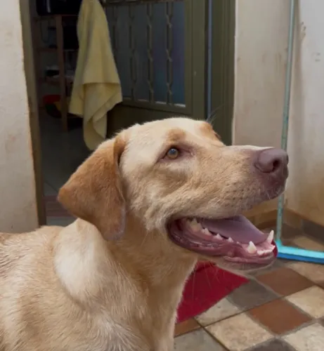 Doação de Labrador
