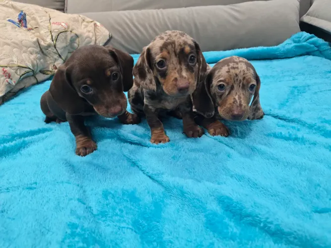 Daschund miniatura machos