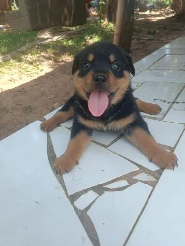 Filhote rottweiler