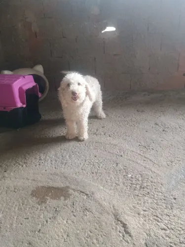 Doase duas cachorrinha poodle de 1 ano e 8 meses