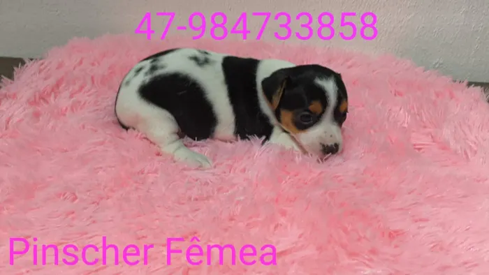 Pinscher ? Fêmea