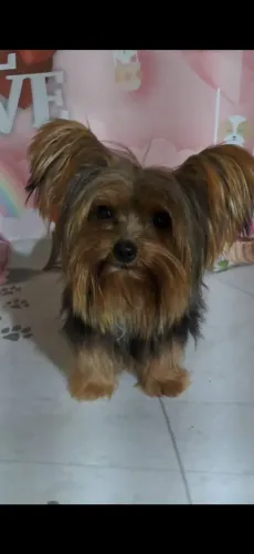 York micro toy baby face macho  lindo 