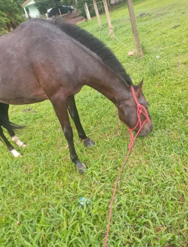 Égua zaina