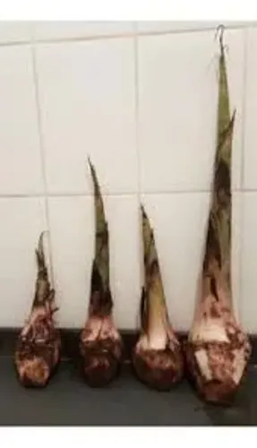 Mudas de bananas da terra