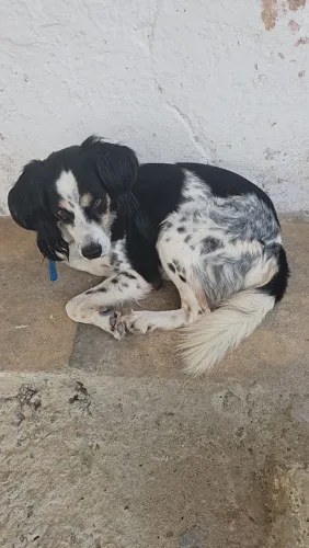 Cachorro dócil para adoção