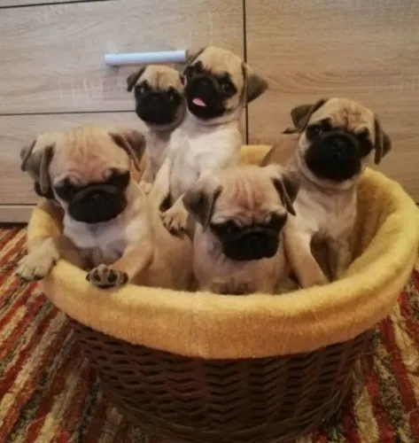 Pug - O charme e a fofura que faltavam na sua família.