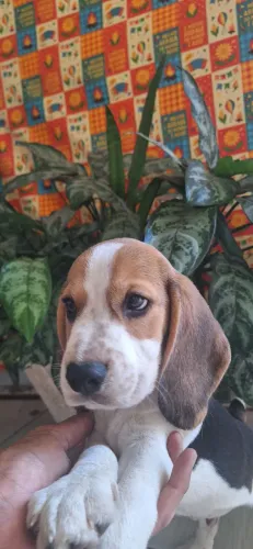 Lindos Filhotes de Beagle Macho - Vacinados V12 e Vermifugados (Recife)